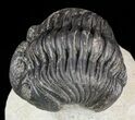 Pedinopariops Trilobite - Mrakib, Morocco #58443-3